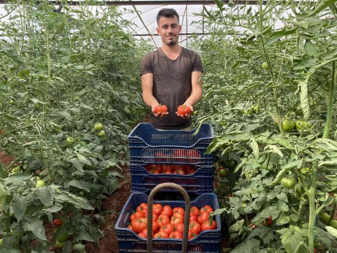Antalya’da Sezonun İlk Domates Hasadı Yapıldı