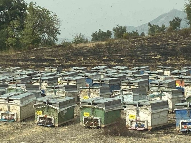 Antalya’da Arı Kovanları Alev Alev Yandı