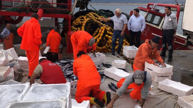 Bandırma’da Palamut Akını Devam Ediyor