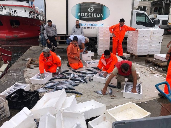 Bandırma’da Palamut Akını Devam Ediyor