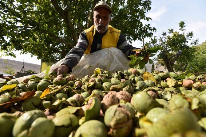 Dünyaca Ünlü Adilcevaz Cevizinin Hasadı Devam Ediyor
