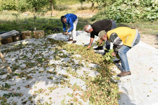 Dünyaca Ünlü Adilcevaz Cevizinin Hasadı Devam Ediyor