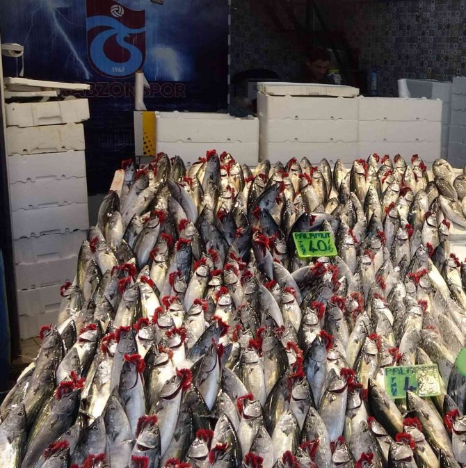 Balıkçılar Palamutun Ardından Hamsinin Yolunu Gözlüyor