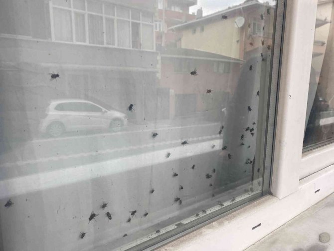 Büyükçekmece’de Polisi Harekete Geçiren ‘Sinekli Ev’
