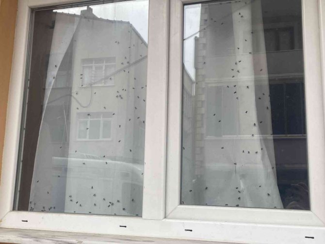 Büyükçekmece’de Polisi Harekete Geçiren ‘Sinekli Ev’
