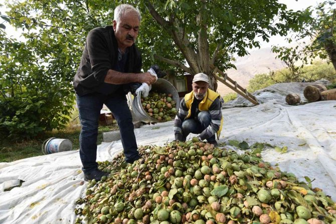 Dünyaca Ünlü Adilcevaz Cevizinin Hasadı Devam Ediyor