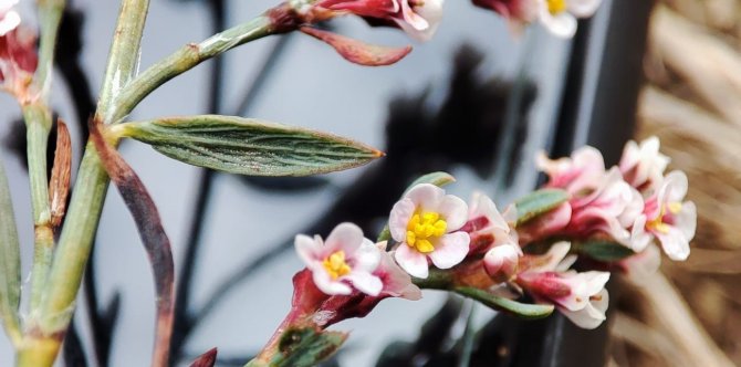 Afyon Madımağı Fotoğrafları Büyük İlgi Gördü