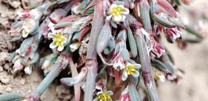 Afyon Madımağı Fotoğrafları Büyük İlgi Gördü