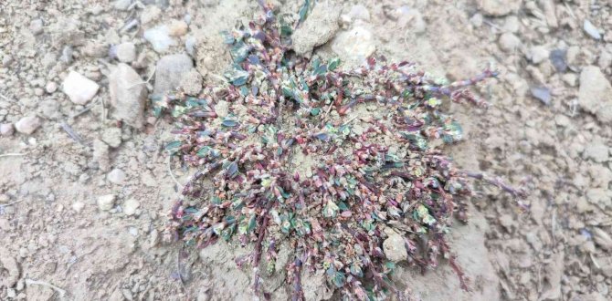 Afyon Madımağı Fotoğrafları Büyük İlgi Gördü