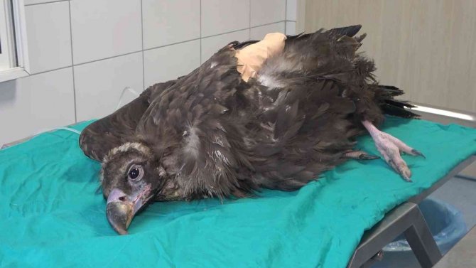 Nesli Tükenme Tehlikesindeki ’Kara Akbaba’ Ampute Edildi