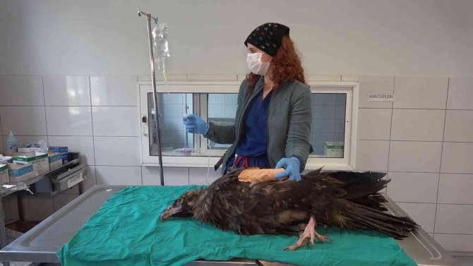 Nesli Tükenme Tehlikesindeki ’Kara Akbaba’ Ampute Edildi