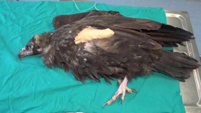 Nesli Tükenme Tehlikesindeki ’Kara Akbaba’ Ampute Edildi