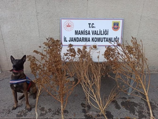 Akhisar’da Toprağa Gömülü 1 Kilo 650 Gram Esrar Ele Geçirildi