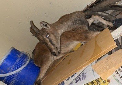 Ormancıların Yaralı Bulduğu Yaban Keçisi Tedavi Altında Alındı