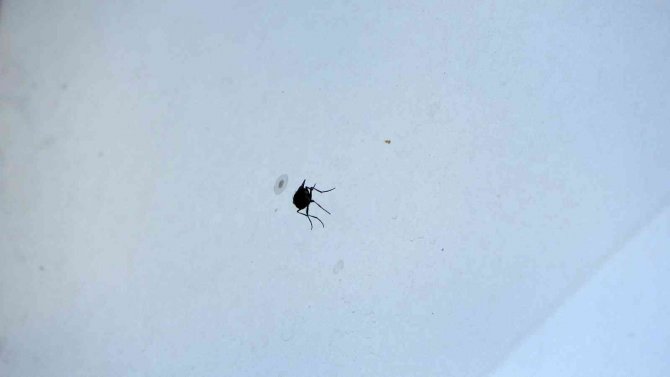 Yaz Sineklerine Erken Tedbirle Çözüm