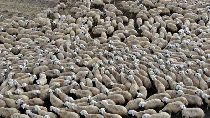 Anadolu’nun Koyun İhtiyacı Sivas’tan Karşılanıyor