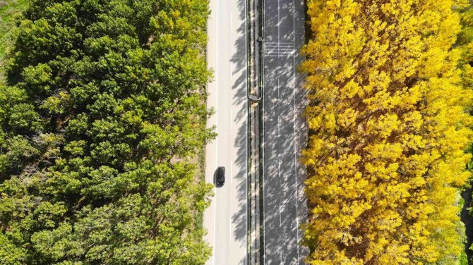 Karayolunda Sonbahar Koridoru