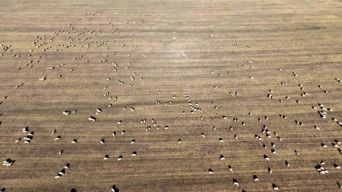 Anadolu’nun Koyun İhtiyacı Sivas’tan Karşılanıyor