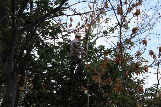 Kestanede ’Dal Kanseri’ Üreticilerin Korkulu Rüyası Oldu