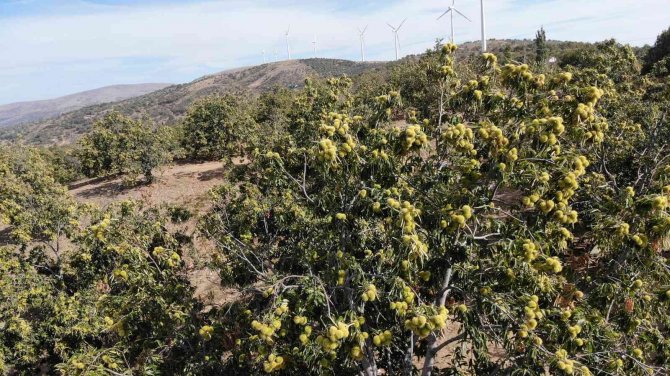 Kestanede ’Dal Kanseri’ Üreticilerin Korkulu Rüyası Oldu