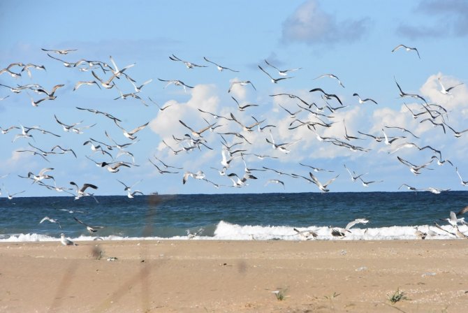 Karadeniz’de Sahiller Martılara Kaldı