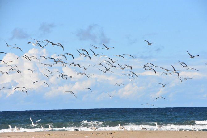 Karadeniz’de Sahiller Martılara Kaldı