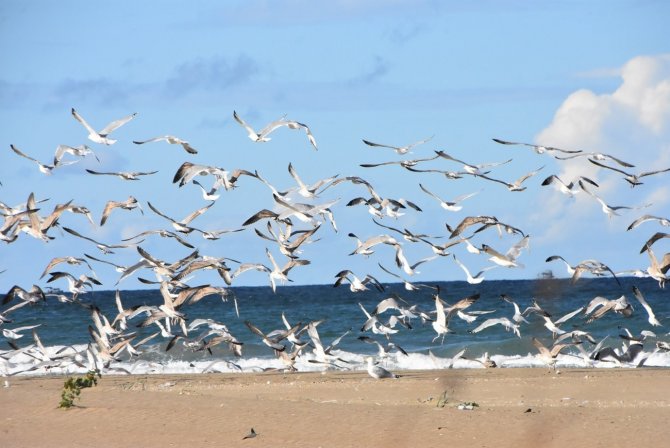 Karadeniz’de Sahiller Martılara Kaldı