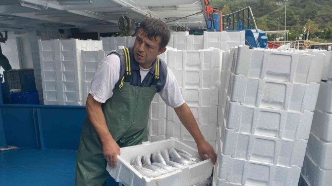 Denizden Palamut Fışkırdı, 10 Bin Kasa Palamut Yakaladılar