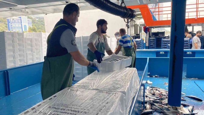 Denizden Palamut Fışkırdı, 10 Bin Kasa Palamut Yakaladılar