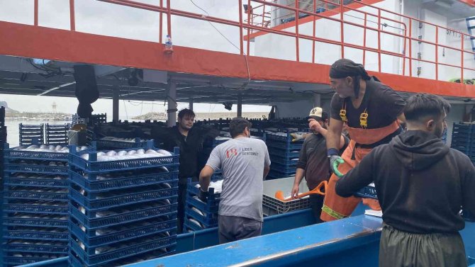 Denizden Palamut Fışkırdı, 10 Bin Kasa Palamut Yakaladılar