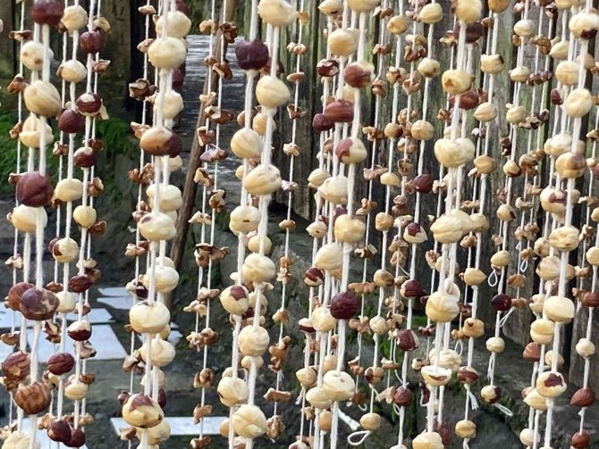 Arhavi’de Kadınlar İmece Usulü Köme Pestil Yapımına Başladı