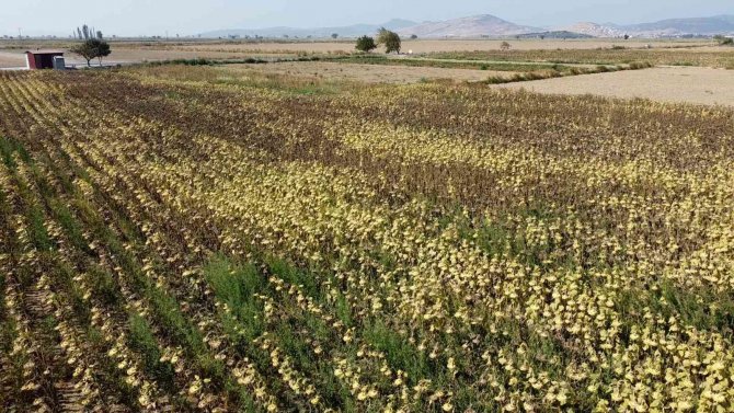 İ̇zmir Çiftçisi Ayçiçek Ekimine Yöneldi