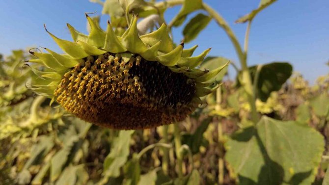 İ̇zmir Çiftçisi Ayçiçek Ekimine Yöneldi