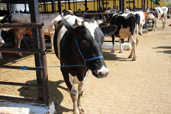 Hayvan Yetiştiricilerinin 2 Aylık Arpa İhtiyacı Karşılanacak