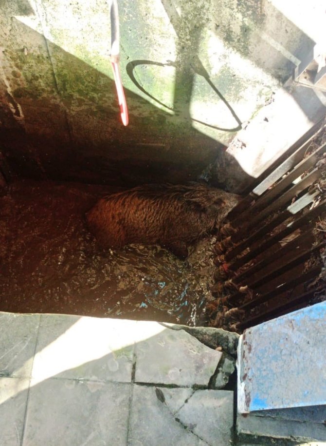 Arıtma Tesisine Düşen Domuz Kurtarıldı