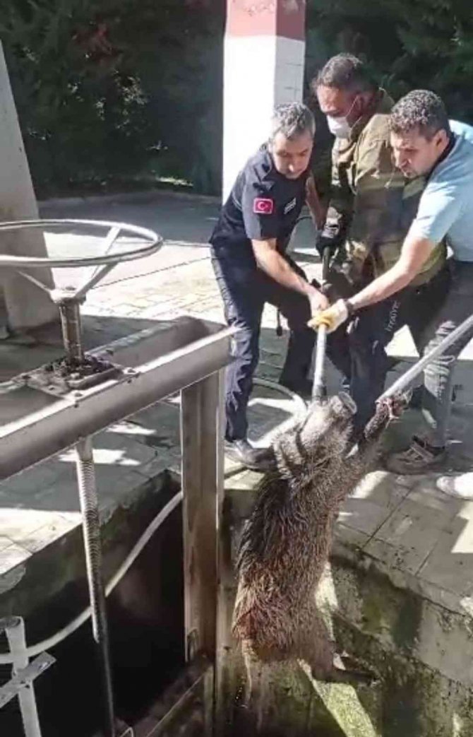 Arıtma Tesisine Düşen Domuz Kurtarıldı