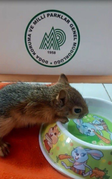 Yavru Sincap Koruma Altına Alındı