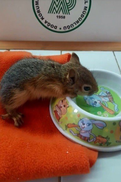 Yavru Sincap Koruma Altına Alındı