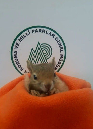 Yavru Sincap Koruma Altına Alındı