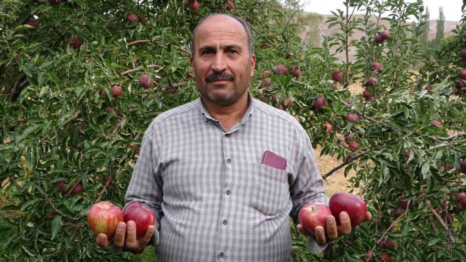 Yüksekova’da Elma Hasadı