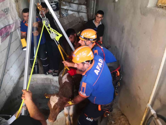 Su Kuyusunda 2 Gün Mahsur Kalan Buzağıyı Afad Ekibi Kurtardı