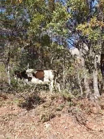 Elazığ’da Kafası Ağaca Sıkışan İnek Kurtarıldı