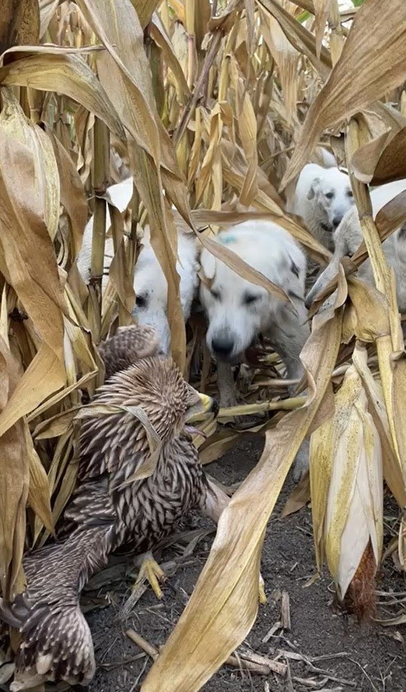 Mısır Tarlasına İnen Kartal Ve Akbaşlar Böyle Karşılaştı