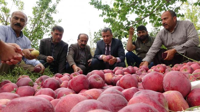 Yüksekova’da Elma Hasadı