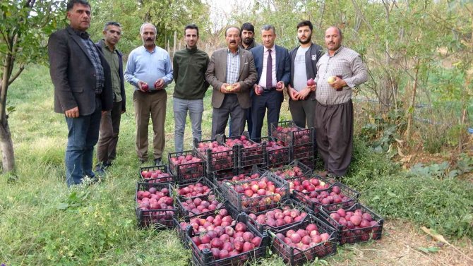Yüksekova’da Elma Hasadı