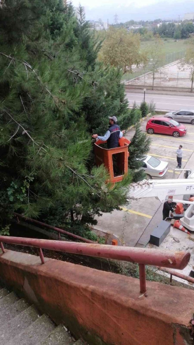 Tehlike Arz Eden Ağaca Müdahale Edildi