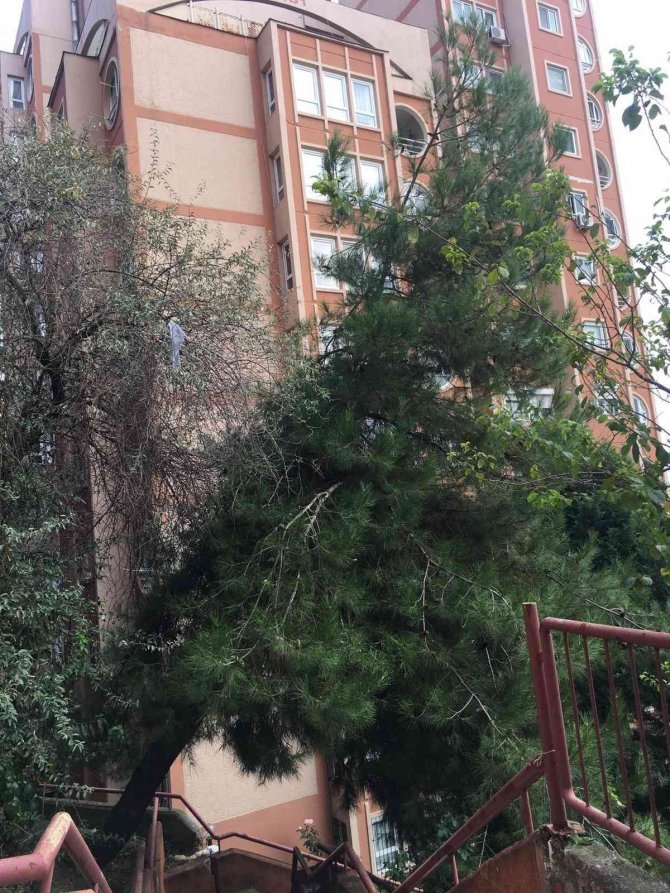 Tehlike Arz Eden Ağaca Müdahale Edildi