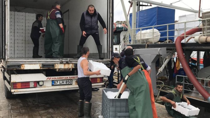 Karadeniz’de Palamudun Fiyatı 25 Liraya Düştü