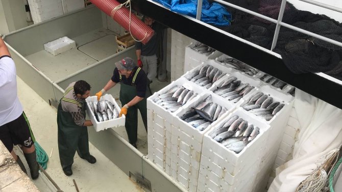 Karadeniz’de Palamudun Fiyatı 25 Liraya Düştü