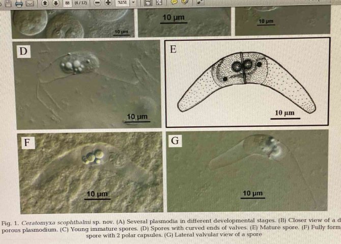 Karadeniz’de Yetişen Kalkan Balığında İki Yeni Parazit Keşfedildi